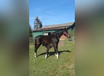 Holstein, Mare, 15 years, 17,3 hh, Bay-Dark