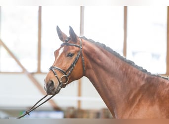 Holstein, Mare, 16 years, 16,2 hh, Brown