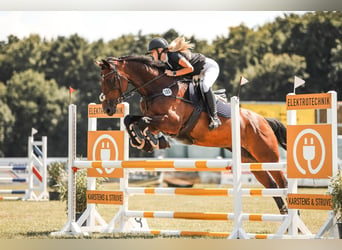 Holstein, Mare, 16 years, 16.2 hh, Brown