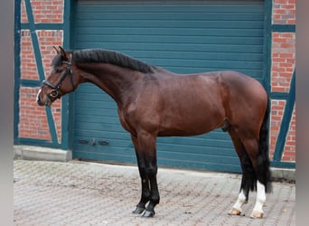 Holstein, Mare, 16 years, 16.3 hh, Bay-Dark