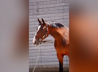 Holstein, Mare, 16 years, 16 hh, Bay-Dark