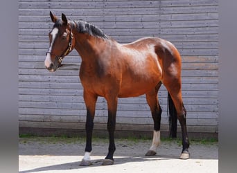 Holstein, Mare, 16 years, 16 hh, Bay-Dark