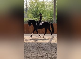 Holstein, Mare, 16 years, 16 hh, Black