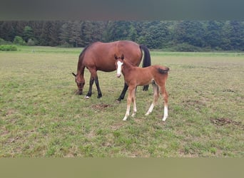 Holstein, Mare, 16 years, 16 hh, Brown