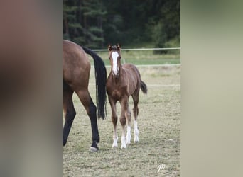 Holstein, Mare, 16 years, 16 hh, Brown