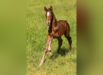 Holstein, Mare, 16 years, 16 hh, Brown