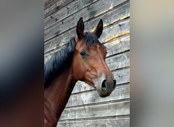 Holstein, Mare, 16 years, 16 hh, Brown