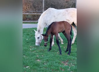 Holstein, Mare, 16 years, 16 hh, Gray