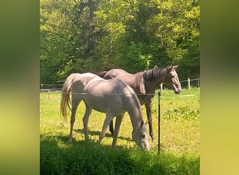 Holstein, Mare, 16 years, 16 hh, Gray
