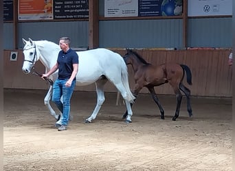 Holstein, Mare, 16 years, 16 hh, Gray