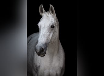 Holstein, Mare, 16 years, 16 hh, Gray