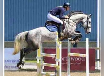 Holstein, Mare, 16 years, 16 hh, Grey-Fleabitten