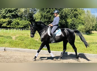 Holstein, Mare, 16 years, 16,1 hh, Black