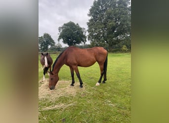 Holstein, Mare, 16 years, 17 hh, Brown