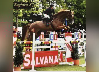 Holstein, Mare, 16 years, 17,2 hh, Chestnut-Red