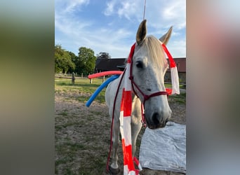 Holstein, Mare, 17 years, 16.1 hh, Grey