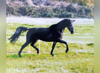 Holstein, Mare, 17 years, 16.2 hh, Bay-Dark