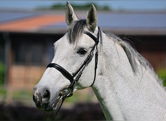 Holstein, Mare, 17 years, 16.3 hh, Grey