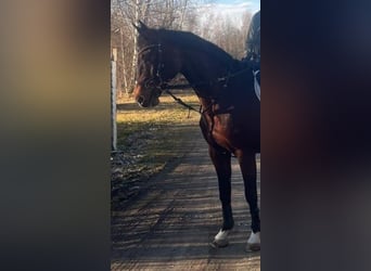 Holstein, Mare, 17 years, 16 hh, Brown