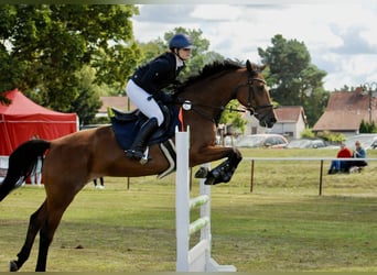 Holstein, Mare, 17 years, 16 hh, Brown