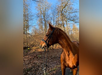 Holstein, Mare, 17 years, 16 hh, Chestnut-Red