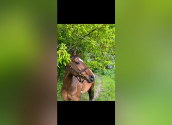 Holstein, Mare, 17 years, 16,1 hh, Brown