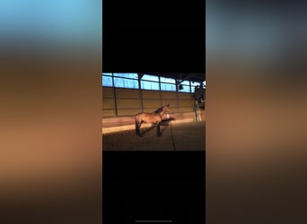 Holstein, Mare, 17 years, 16,1 hh, Brown