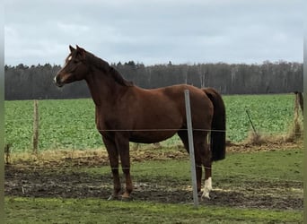 Holstein, Mare, 17 years, 16,2 hh, Chestnut