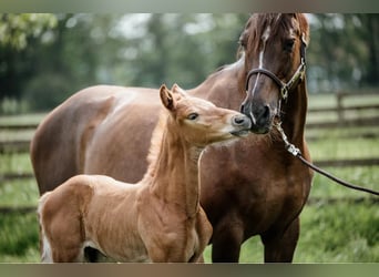 Holstein, Mare, 17 years, 16,2 hh, Chestnut