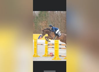 Holstein, Mare, 17 years, 16,2 hh, Chestnut