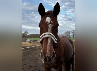 Holstein, Mare, 17 years, 17 hh, Chestnut-Red