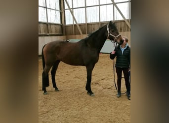 Holstein, Mare, 18 years, 15.2 hh, Brown