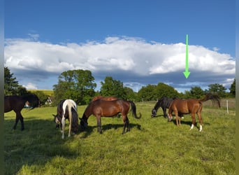 Holstein, Mare, 18 years, 15.3 hh, Chestnut-Red