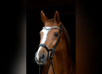 Holstein, Mare, 18 years, 15.3 hh, Chestnut-Red