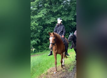 Holstein, Mare, 18 years, 15,3 hh, Chestnut-Red