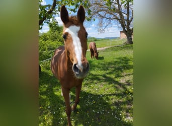 Holstein, Mare, 18 years, 15,3 hh, Chestnut-Red