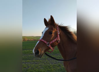Holstein, Mare, 18 years, 15,3 hh, Chestnut-Red