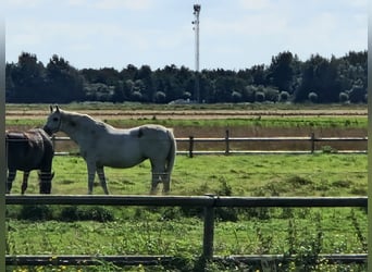 Holstein, Mare, 18 years, 16.2 hh, Gray