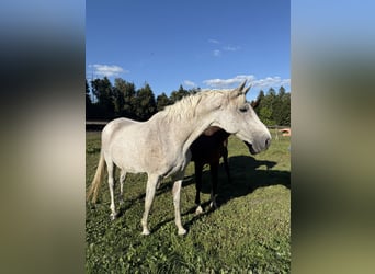 Holstein, Mare, 18 years, 16.2 hh, Grey