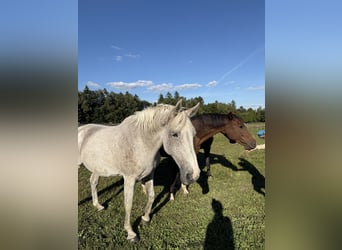 Holstein, Mare, 18 years, 16.2 hh, Grey