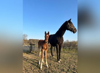 Holstein, Mare, 18 years, 16,3 hh, Brown