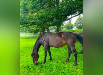 Holstein, Mare, 18 years, 16,3 hh, Brown