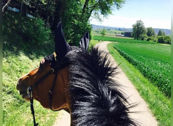 Holstein, Mare, 18 years, 16.3 hh, Brown