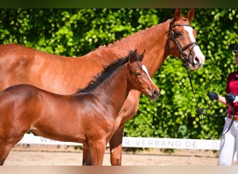 Holstein, Mare, 18 years, 16.3 hh, Chestnut-Red