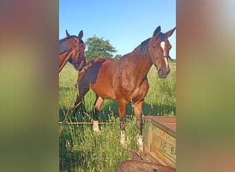 Holstein, Mare, 18 years, 16 hh, Brown