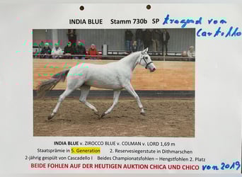 Holstein, Mare, 18 years, 16 hh, Brown