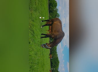 Holstein, Mare, 18 years, 16,1 hh, Brown