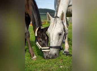 Holstein, Mare, 18 years, 16,1 hh, Gray