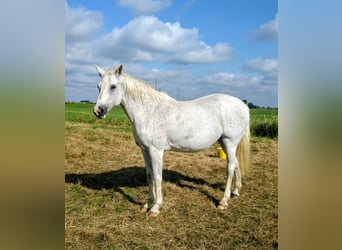 Holstein, Mare, 18 years, 16,1 hh, Grey