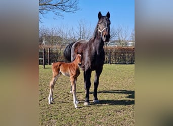 Holstein, Mare, 18 years, 16,2 hh, Brown